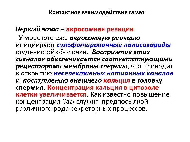 Контактное взаимодействие гамет Первый этап – акросомная реакция. У морского ежа акросомную реакцию инициируют