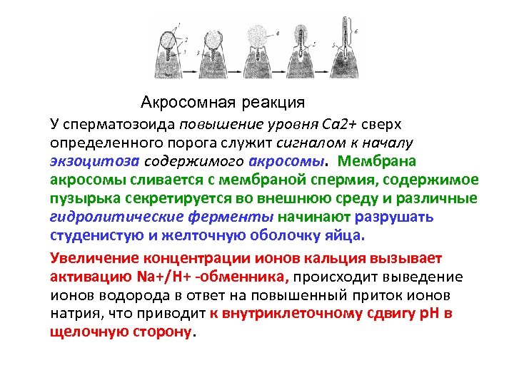 Акросомная реакция У сперматозоида повышение уровня Са 2+ сверх определенного порога служит сигналом к