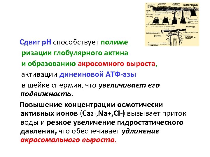  Сдвиг р. Н способствует полиме ризации глобулярного актина и образованию акросомного выроста, активации