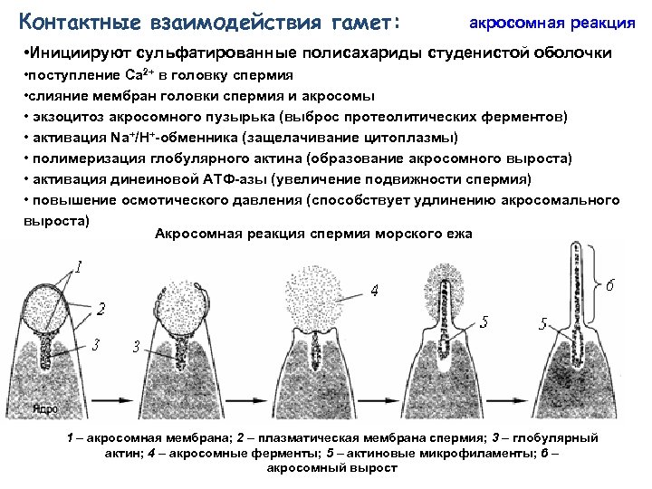 Как увеличить количество спермиев