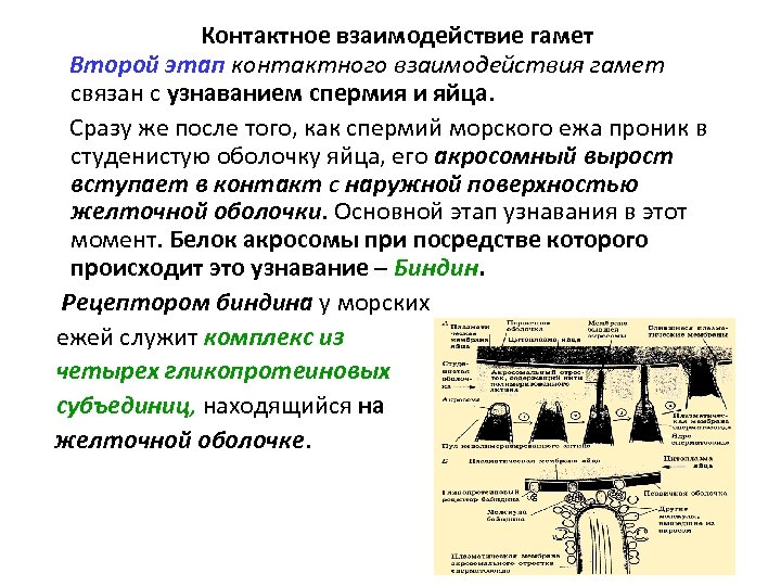 Контактное взаимодействие гамет Второй этап контактного взаимодействия гамет связан с узнаванием спермия и яйца.