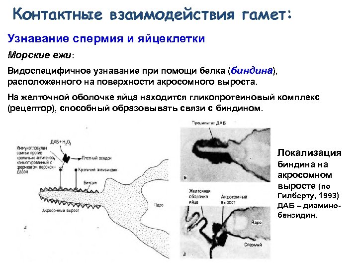 Контактные взаимодействия гамет: Узнавание спермия и яйцеклетки Морские ежи: Видоспецифичное узнавание при помощи белка