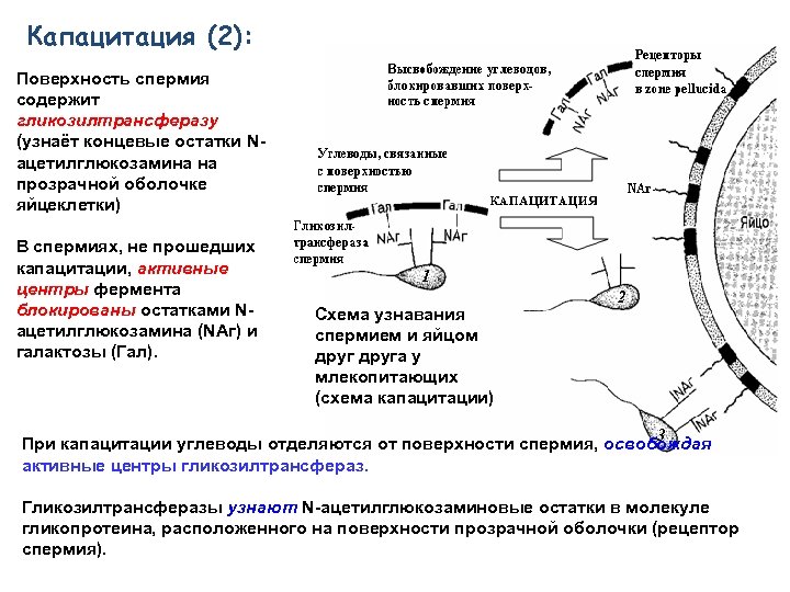 Капацитация (2): Поверхность спермия содержит гликозилтрансферазу (узнаёт концевые остатки Nацетилглюкозамина на прозрачной оболочке яйцеклетки)