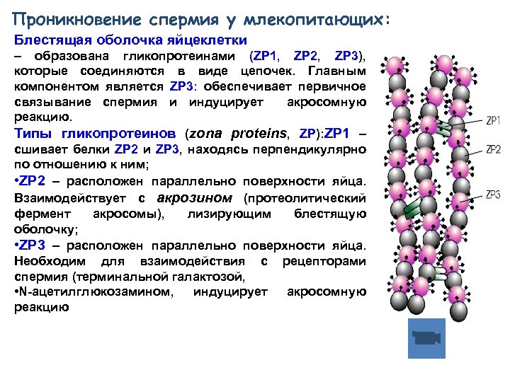 Проникновение спермия у млекопитающих: Блестящая оболочка яйцеклетки – образована гликопротеинами (ZP 1, ZP 2,