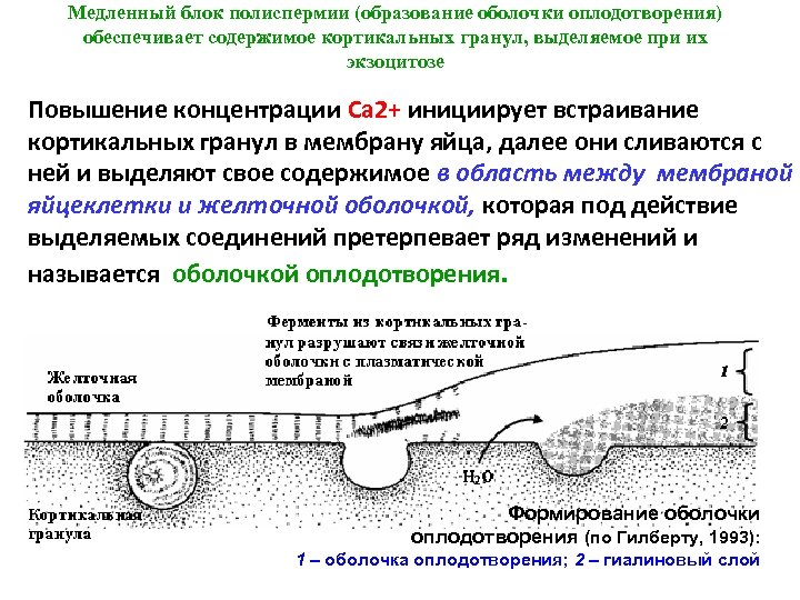 Нмо оболочка