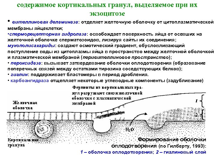 содержимое кортикальных гранул, выделяемое при их экзоцитозе • вителлиновая деламиназа: отделяет желточную оболочку от