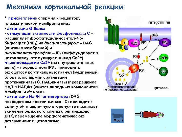 Механизм кортикальной реакции: • прикрепление спермия к рецептору плазматической мембраны яйца • активация G-белка