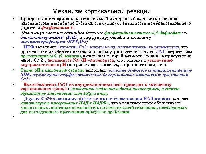 Механизм кортикальной реакции • • Прикрепление спермия к плазматической мембране яйца, через активацию находящегося