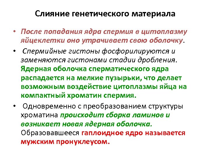 Слияние генетического материала • После попадания ядра спермия в цитоплазму яйцеклетки оно утрачивает свою