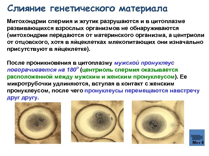 Слияние генетического материала Митохондрии спермия и жгутик разрушаются и в цитоплазме развивающихся взрослых организмов