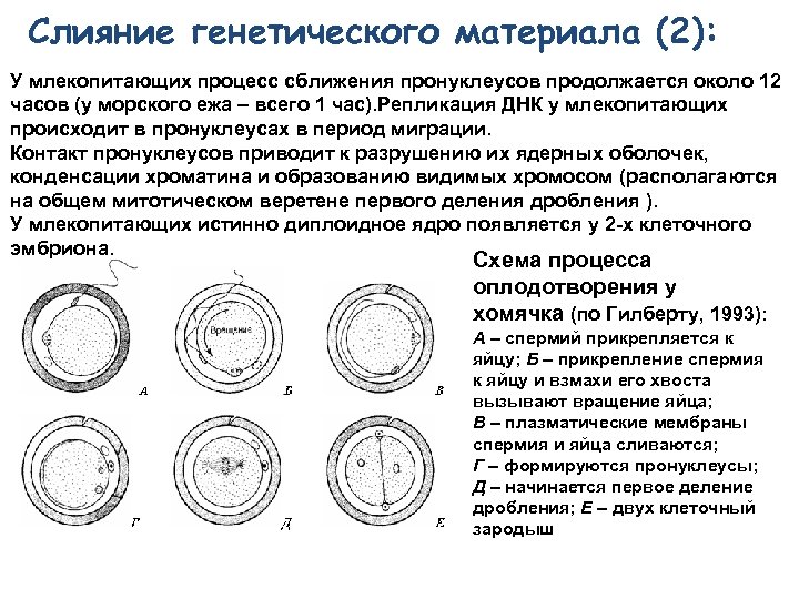 Слияние генетического материала (2): У млекопитающих процесс сближения пронуклеусов продолжается около 12 часов (у