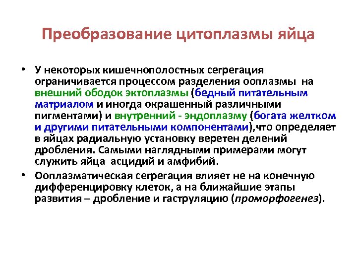 Преобразование цитоплазмы яйца • У некоторых кишечнополостных сегрегация ограничивается процессом разделения ооплазмы на внешний