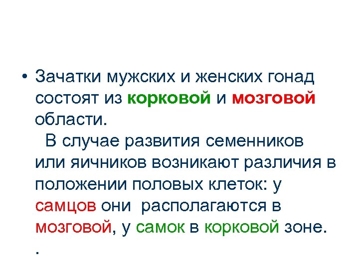  • Зачатки мужских и женских гонад состоят из корковой и мозговой области. В