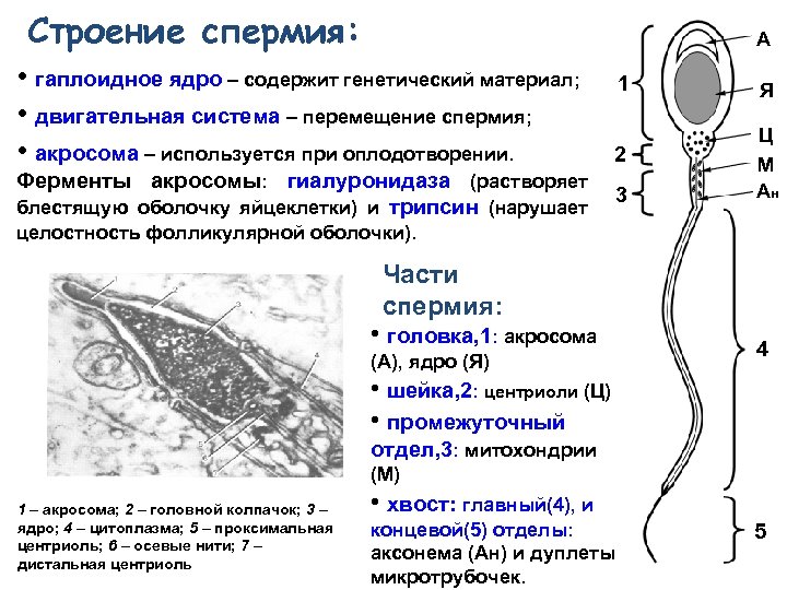 Яйцеклетка гаплоидная