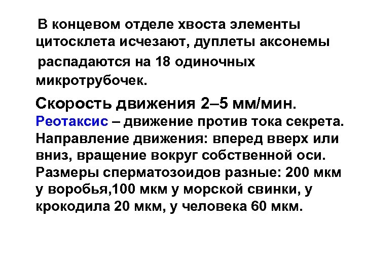  В концевом отделе хвоста элементы цитосклета исчезают, дуплеты аксонемы распадаются на 18 одиночных