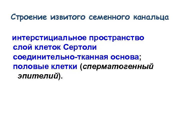 Строение извитого семенного канальца интерстициальное пространство слой клеток Сертоли соединительно-тканная основа; половые клетки (сперматогенный