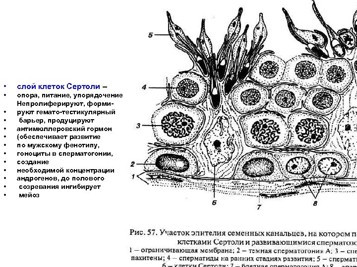 Гематотестикулярный барьер схема