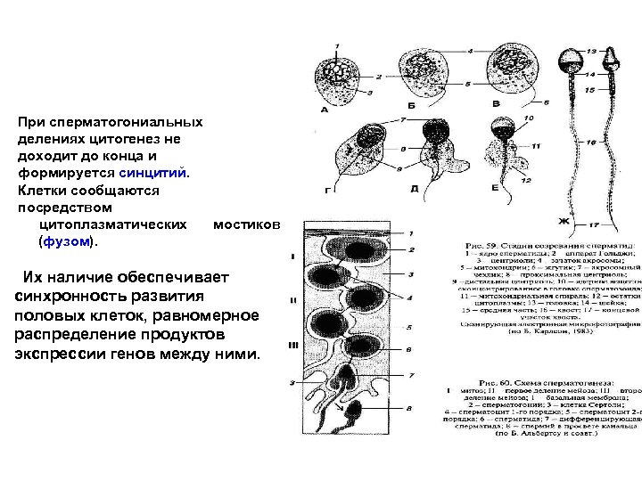 Цитогенез это