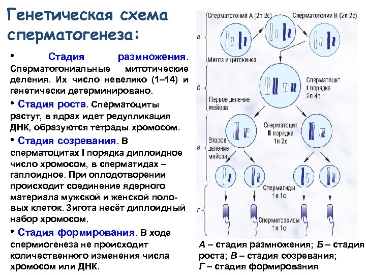 Хромосомный набор и число молекул днк