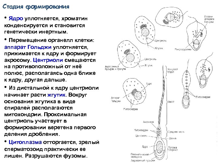 Формирование ядра. Проксимальная и дистальная центриоль. Центриоли в сперматозоиде расположен:. Фузома.