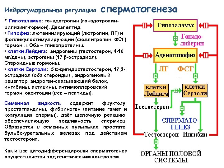 Нейрогуморальная регуляция презентация 6 класс пасечник