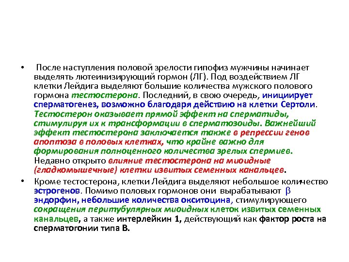 После наступления половой зрелости гипофиз мужчины начинает выделять лютеинизирующий гормон (ЛГ). Под воздействием ЛГ