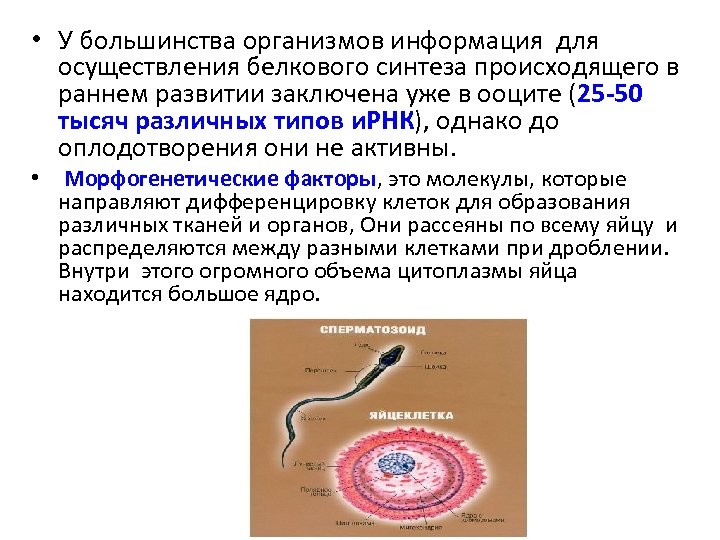  • У большинства организмов информация для осуществления белкового синтеза происходящего в раннем развитии