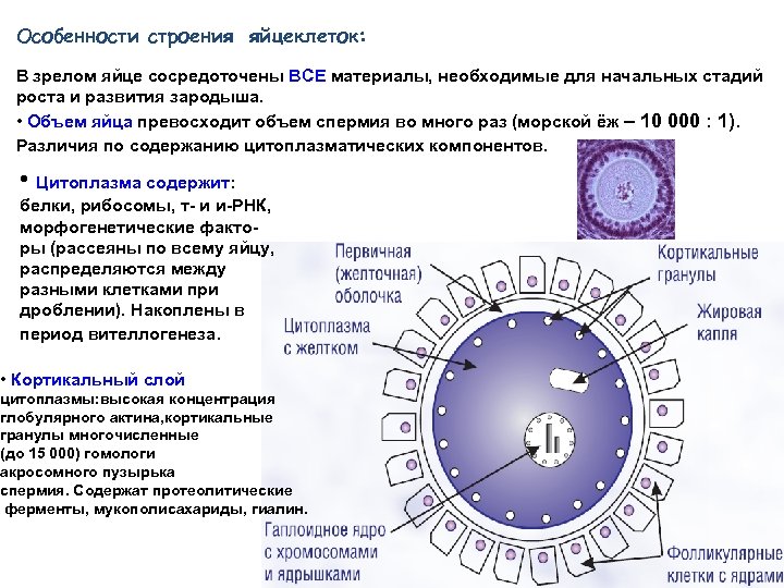Особенности строения яйцеклеток: В зрелом яйце сосредоточены ВСЕ материалы, необходимые для начальных стадий роста
