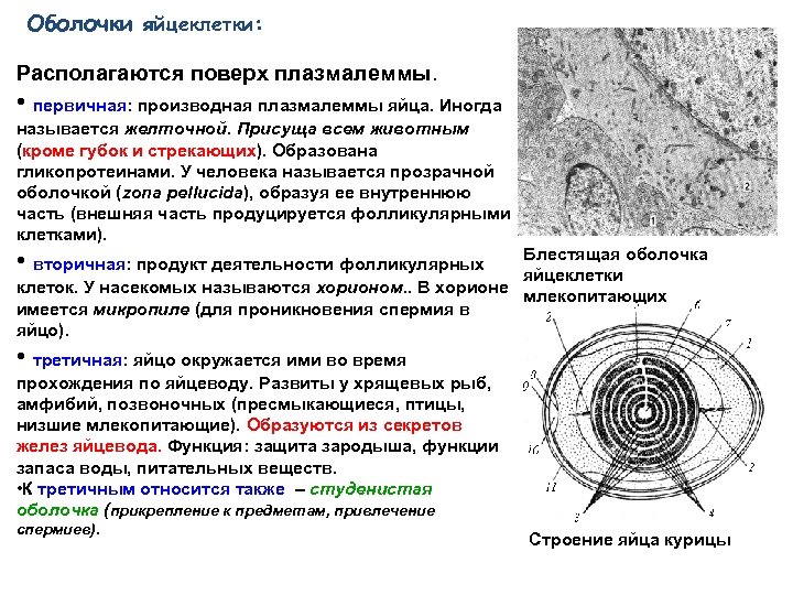 Вторичная оболочка