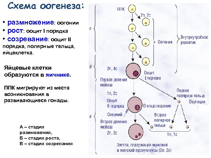 Созревание полярных телец. Стадия размножения оогенез. Процесс оогенеза схема. Созревание ооцита оогенез. Этапы оогенеза ЕГЭ.