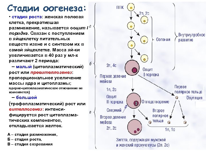 Схема сравнения прямого и непрямого развития организма