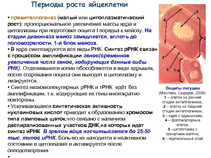  Периоды роста яйцеклетки 3 • превителлогенез (малый или цитоплазматический 4 рост): пропорциональное увеличение