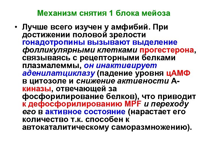 Механизм снятия 1 блока мейоза • Лучше всего изучен у амфибий. При достижении половой