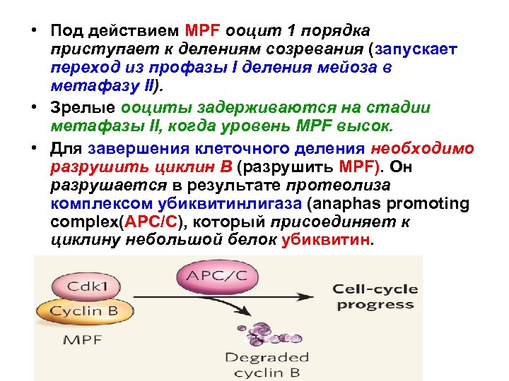  • Под действием MPF ооцит 1 порядка приступает к делениям созревания (запускает переход