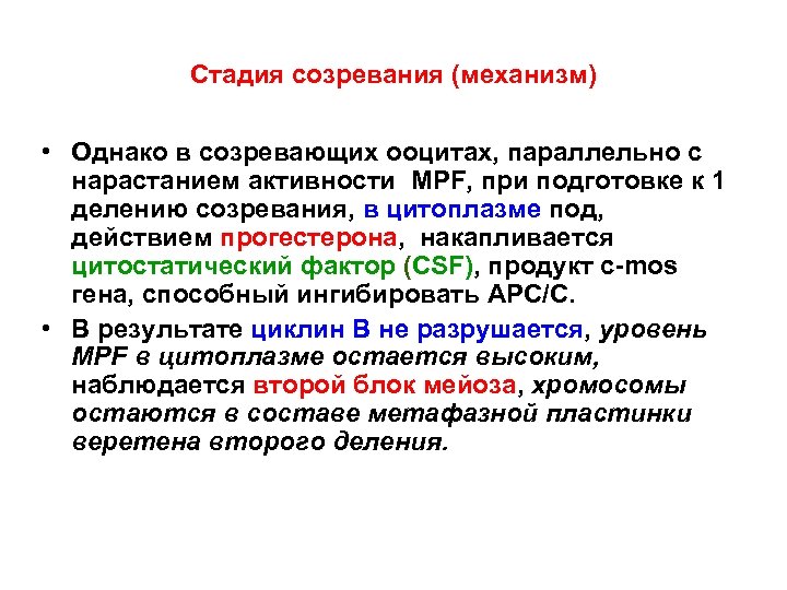 Стадия созревания (механизм) • Однако в созревающих ооцитах, параллельно с нарастанием активности MPF, при