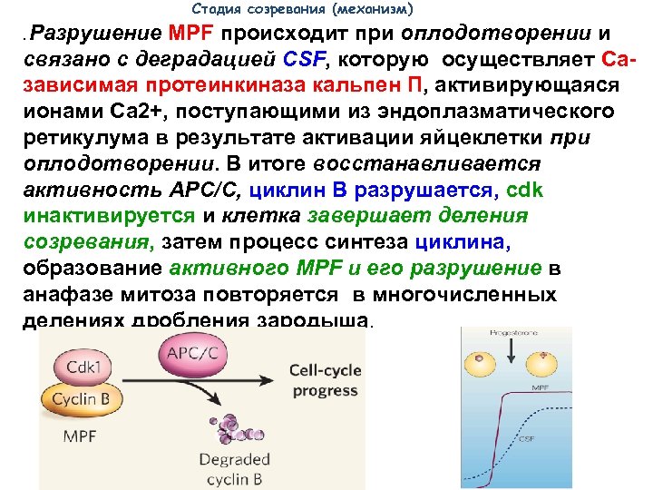  Стадия созревания (механизм) Разрушение MPF происходит при оплодотворении и связано с деградацией CSF,