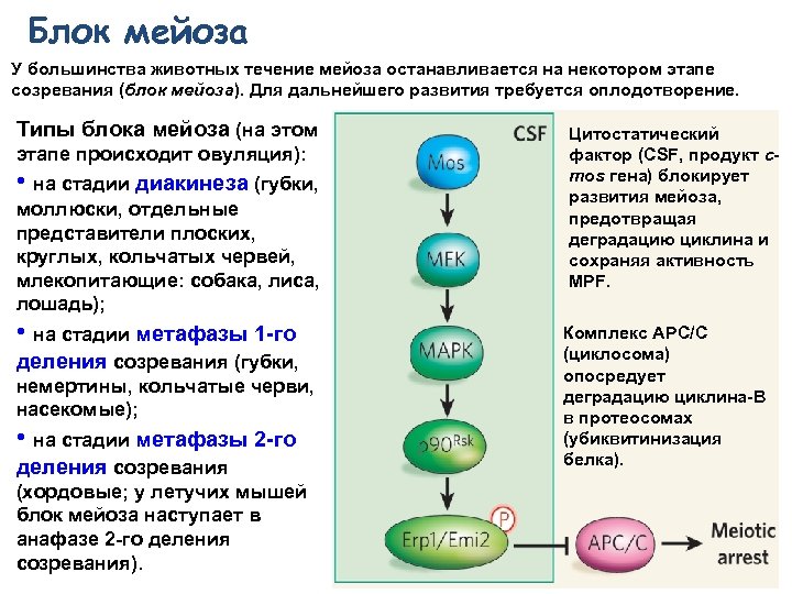 Редукционное деление мейоза это. Зиготный и гаметный мейоз. Виды мейоза. Зиготный Тип мейоза. Промежуточный Тип мейоза.