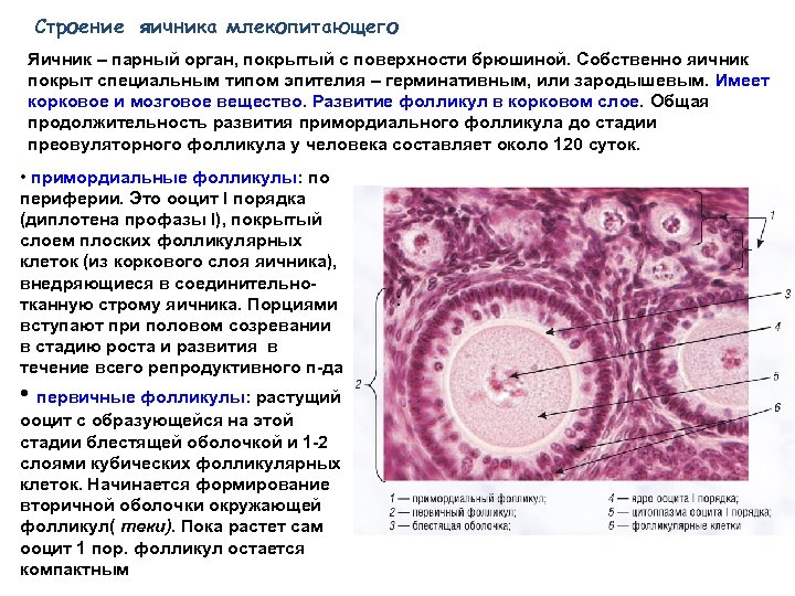Анатомия яичника