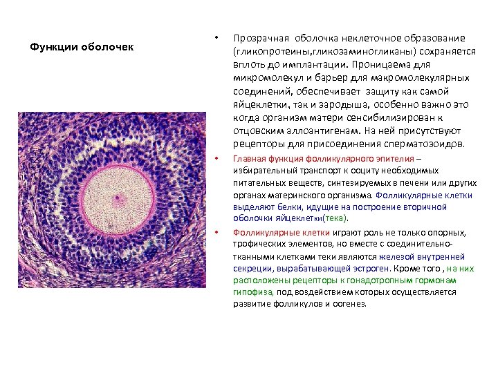 Функции оболочек • Прозрачная оболочка неклеточное образование (гликопротеины, гликозаминогликаны) сохраняется вплоть до имплантации. Проницаема