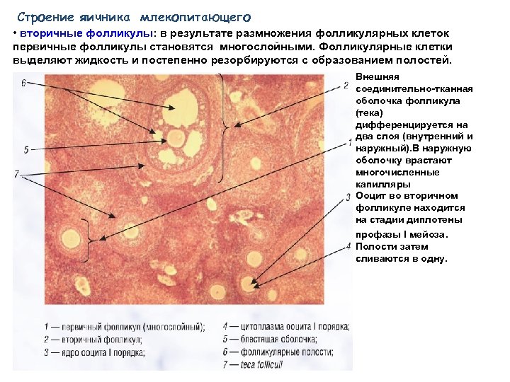 Анатомия яичника