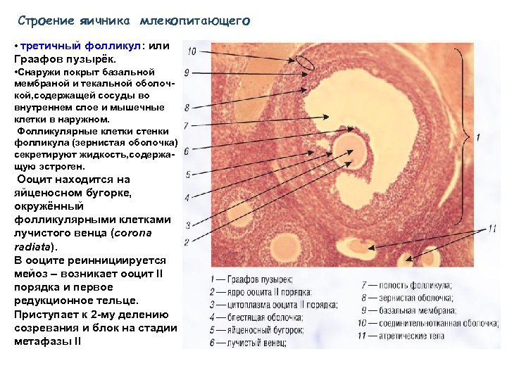Строение яичника млекопитающего • третичный фолликул: или Граафов пузырёк. • Снаружи покрыт базальной мембраной