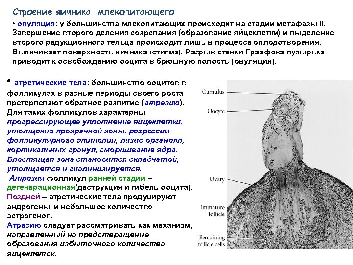 Строение яичника млекопитающего • овуляция: у большинства млекопитающих происходит на стадии метафазы II. Завершение