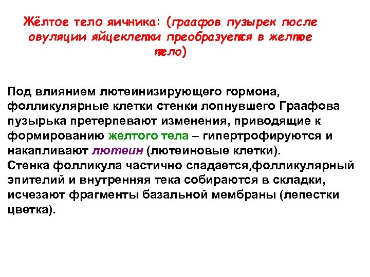 Жёлтое тело яичника: (граафов пузырек после овуляции яйцеклетки преобразуется в желтое тело) Под влиянием