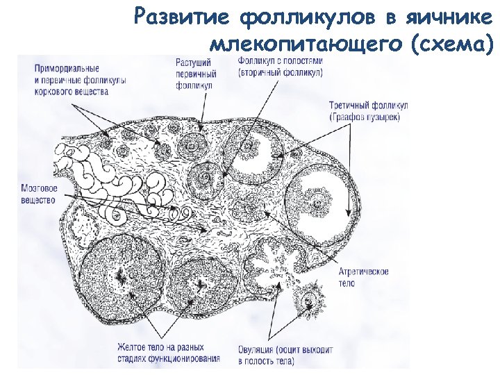 Развитие фолликулов в яичнике млекопитающего (схема) 