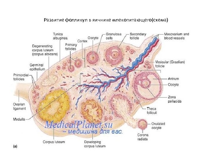 Развитие фолликул в яичнике млекопитающего(схема) 