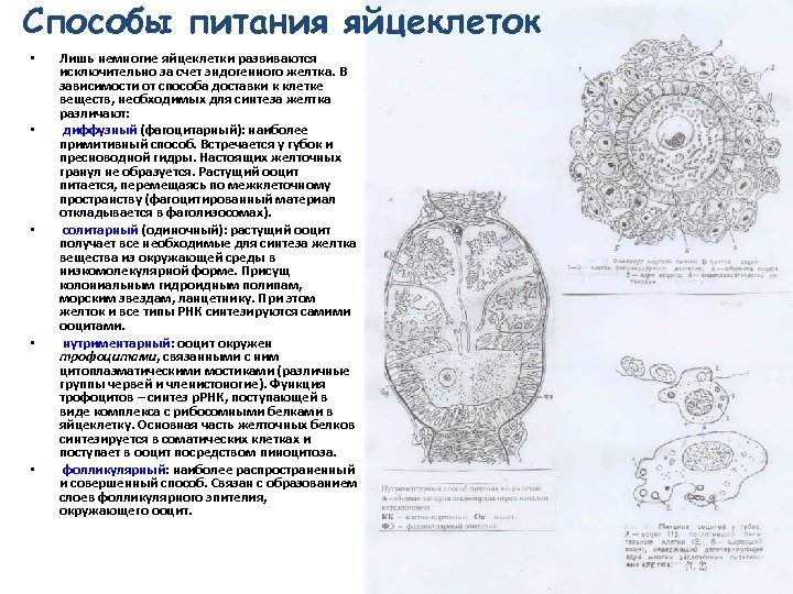 Для яйцеклетки характерно. Солитарный Тип питания яйцеклеток. Нутриментарный Тип питания яйцеклеток. Типы питания ооцитов. Типы яйцеклеток схема.