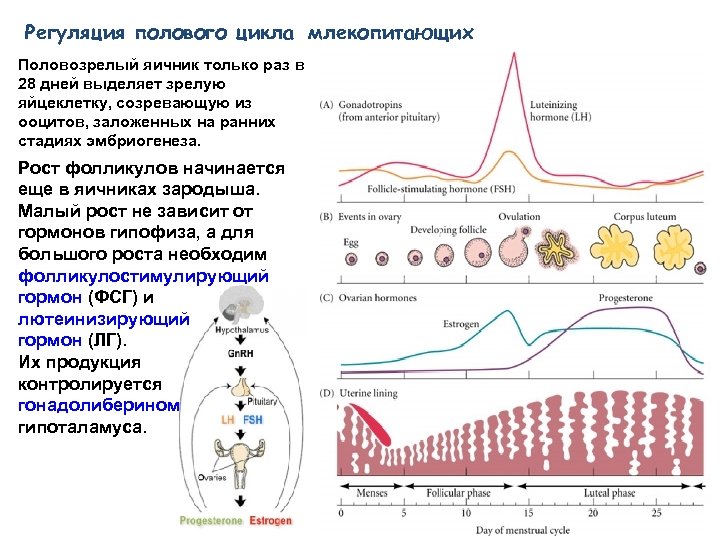 Пол цикла