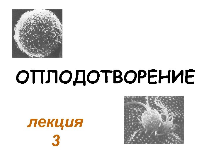 ОПЛОДОТВОРЕНИЕ лекция 3 