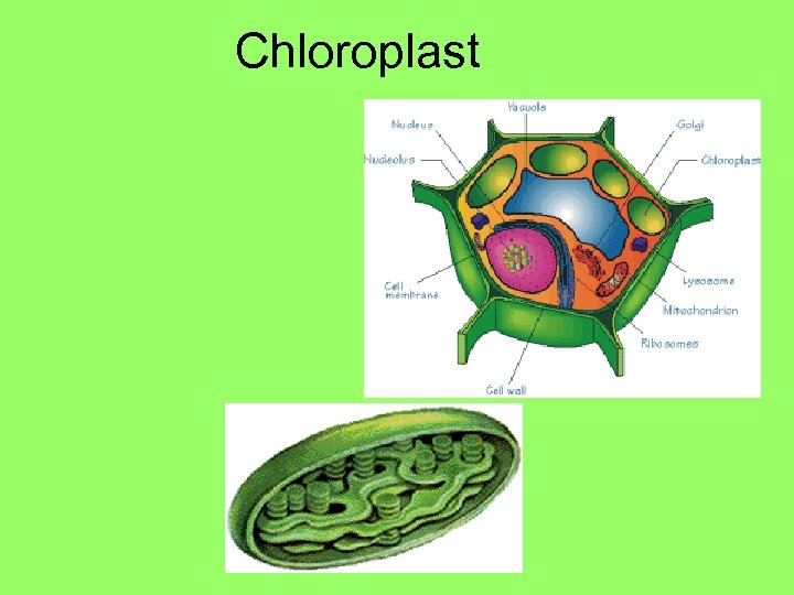 Chloroplast 