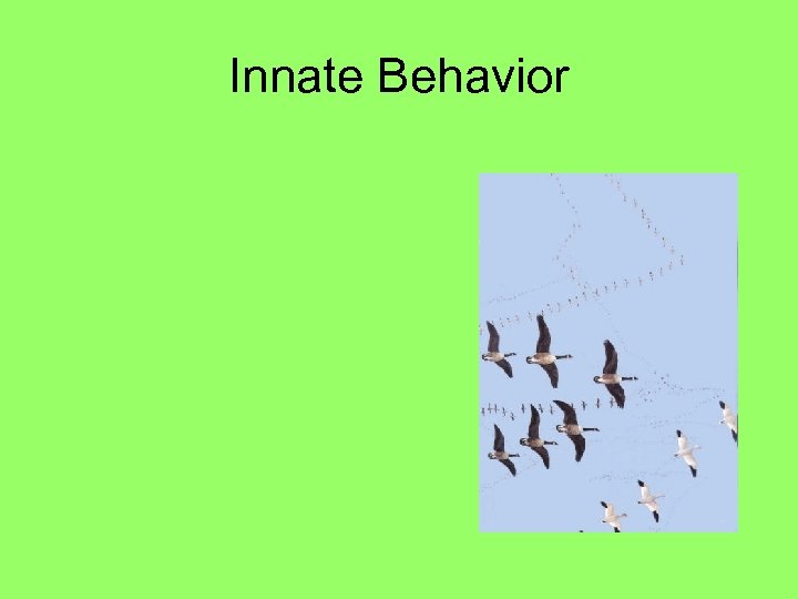 Innate Behavior 
